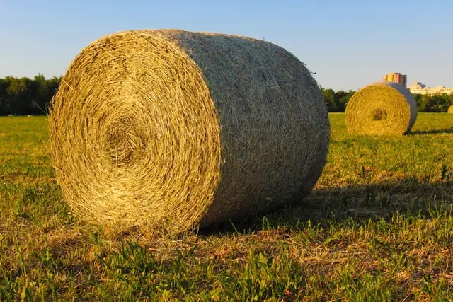 Hay round bales for sale cattle feed 